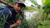 Catching a nest of giant carp that are swarming to eat bait   Hunting Giant Fish