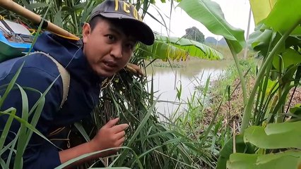 Catching a nest of giant carp that are swarming to eat bait   Hunting Giant Fish