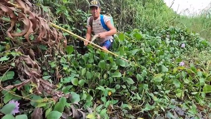 Quần Nát Đám Bèo Bắt Ổ Cá Lóc 10 Kg Bằng Máy Kích Cá   Thú Vui 3 Miền Vlogs
