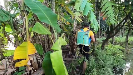 Bắt Đàn Cá Chép Chạy Theo Dòng Nước Lên Ruộng Ăn Lúa   Hunting Giant Fish