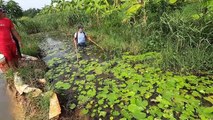 Lội Bùn Kích Cá Trúng Cá Lóc Rô Phi Khủng Về Nướng Siêu Cay   Thú Vui 3 Miền