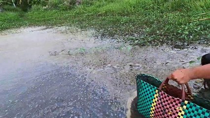 Kích Trúng Ổ Cá Chép Lên Đẻ Bị Mác Cạn Lâu Ngày   Thú Vui 3 Miền