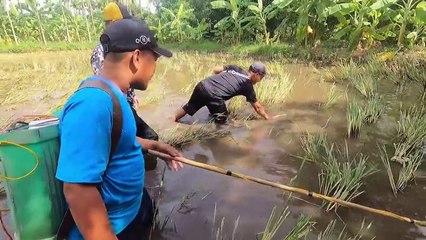 Đi Kích Cá Khi Nước Rút Trúng Ổ Cá Lóc Khủng Và Con Baba Khổng Lồ