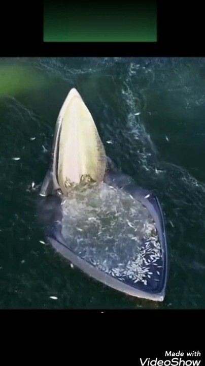 When the blue whale has lunch
