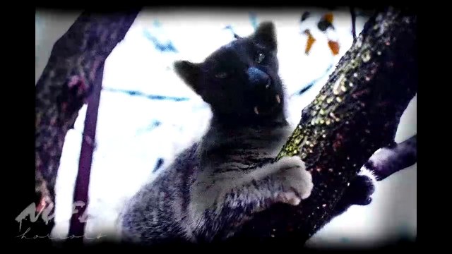 Historias de Brujería ‍♀️ EL GATO Historias de terror NosfeHorrors