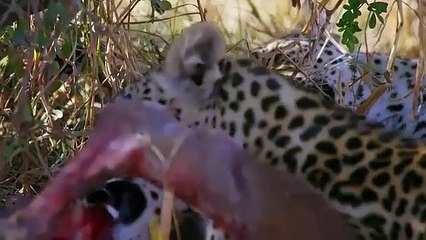 T2 Imperio Salvaje  - Ep2 - Sangre Joven