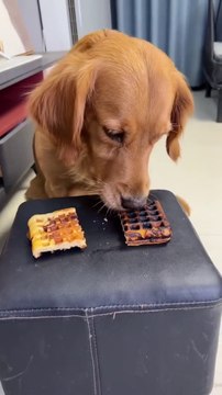 There are thousands of ways for dogs to play @TikTok assistant TikTok animal illustrations