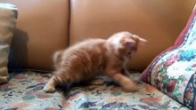 Funny cats videos HD