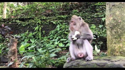 Bali Best Attractions in 4K - Indonesia World Tour