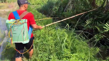 Kích Cá Đồng Dưới Cái Nắng 40° Cá Ngoi Lên Bờ   Thú Vui 3 Miền