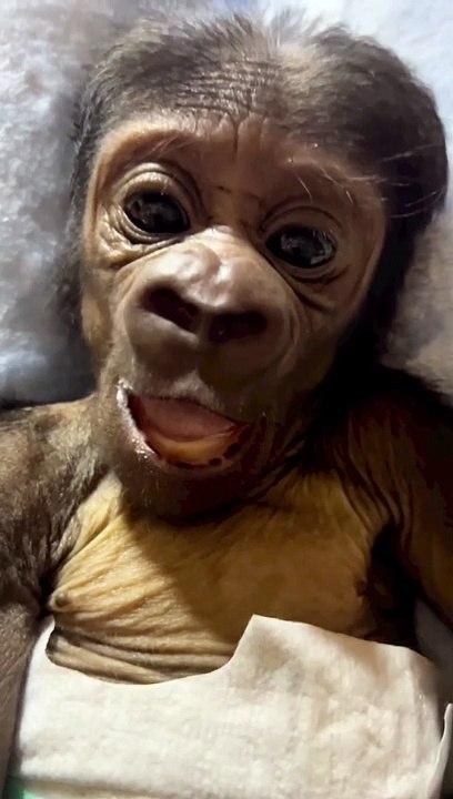 Mogo's newest gorilla has a name: Kaius | BayPost | November 2022