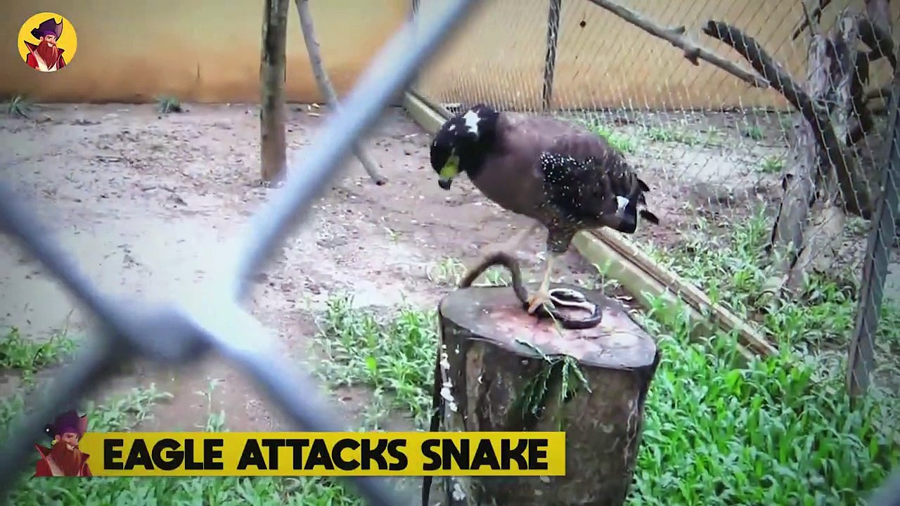 15 Dangerous Birds That Enjoy Killing Instead Of Singing