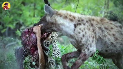 Top 36 Bloody Moments When Ruthless Predators Ripped Their Prey Apart