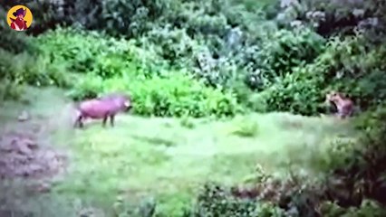 15 Fearless Leopards Savagely Attacked By Their Opponents