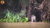 13 Animals Ruthlessly Defending And Attacking Crocodile Enemies