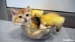 This bowl which filled with fluffy kitten and ducklings will make your heart flutter