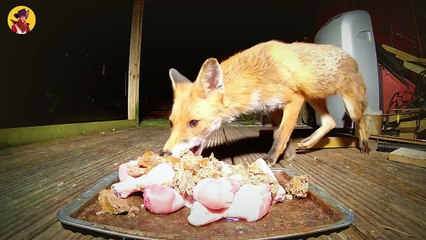 13 Scariest Pets Battling It Out Mercilessly