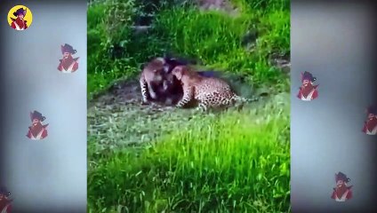 15 Fearless Predators That Mercilessly Attacked Warthogs And Wild Boars