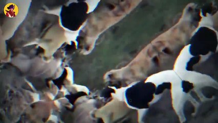 10 Hungry Wild Dogs Savagely Disemboweling Their Prey