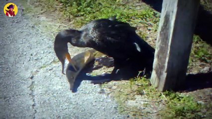 Top 13 Brutal Moments When Birds Swallowed Their Prey In One Gulp