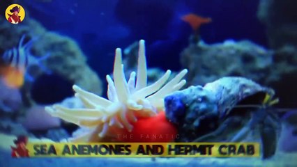 12 Ridiculous Moments When Animals Scratched Each Other’s Back