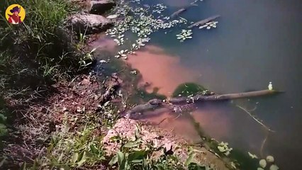 19 Moments When Giant Snakes And Alligators Became Gladiators