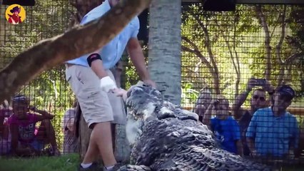 18 Biggest Crocodiles That Could Be On My 600 Pound Life