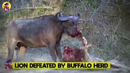 12 Moments When Lions Were Too Confident And Lost Face