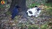 Annoying And Deadly Crows Fearlessly Attacking Their Enemies