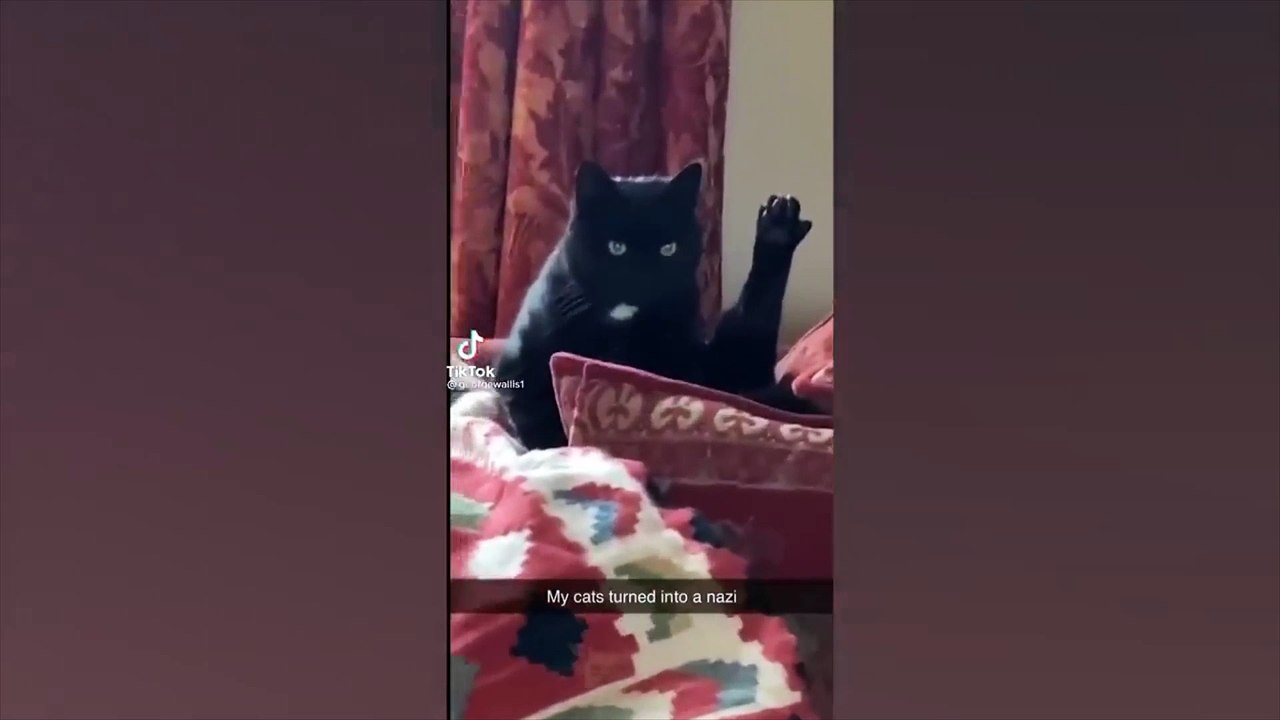 Funny Animal Videos Part 2  - Funniest Cats And Dogs Video
