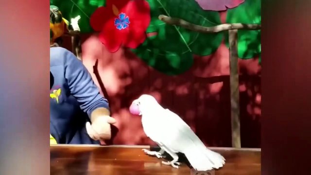 Smart And Funny Parrots Parrot Talking Videos Compilation P1 Super Dogs