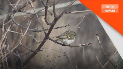 Global | Perubahan iklim beri kesan pada tindak-tanduk burung