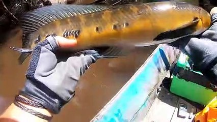 MANCING CHANNA MARU DAN TOMAN