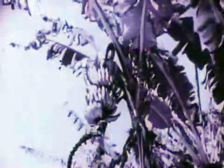 Rose Hobart Bande-annonce (NL)