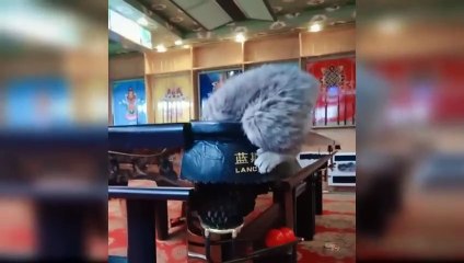 Baby_Cats_-_Cute_and_Funny_Cat_Videos_Compilation_%2344___Aww_Animals