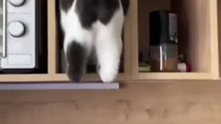 Best Amazing Cute Cats Viral Clips Best funny Cats shorts Video trending animals