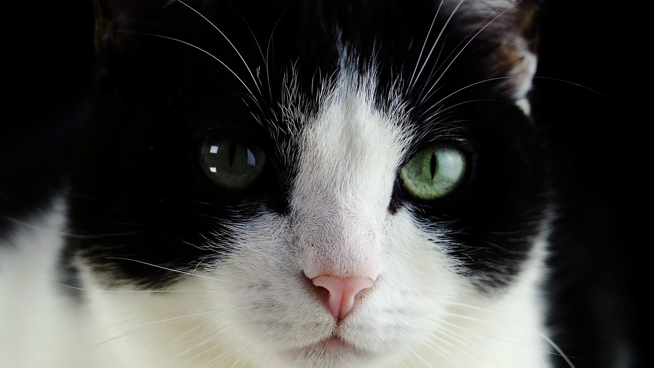Cat  #Cat015