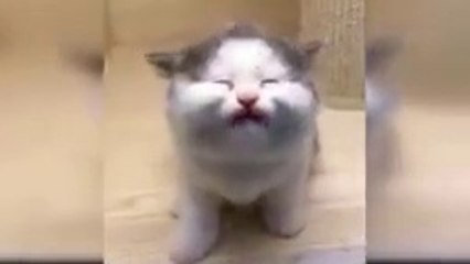 Baby_Cats_-_Cute_and_Funny_Cat_Videos_Compilation_%2358___Aww_Animals(144p)
