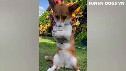 Funniest Animals Video  Funny Dogs And Cats  Try Not To Laugh Animals 2022_