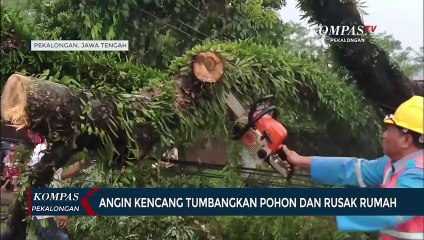 Angin Kencang Tumbangkan Pohon dan Rusak Rumah