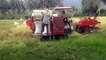 The process of harvesting rice fields using a combine harvester car