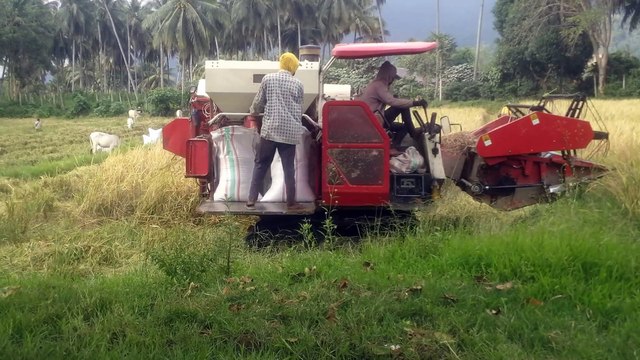 The process of harvesting rice fields using a combine harvester car