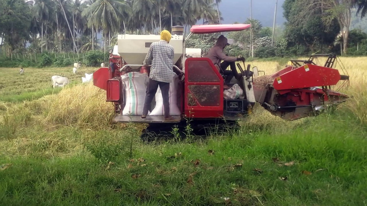 The process of harvesting rice fields using a combine harvester car