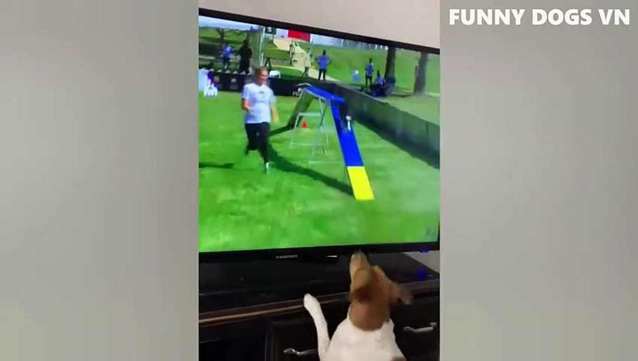 Funniest Animals Video  Funny Dogs And Cats  Try Not To Laugh Animals 2022