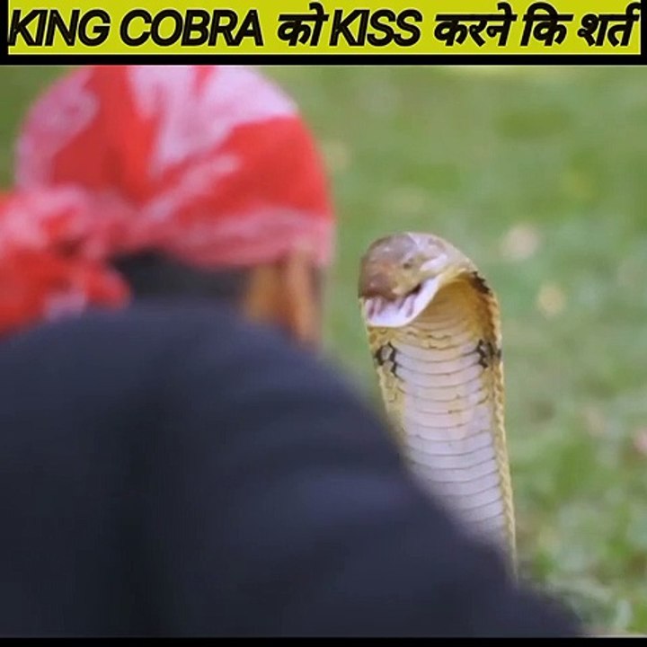 किंग कोब्रा किस्स करना इतना आसान नही है। How to kiss In A King Cobra Sneak ? King Cobra को Kiss करने कि शर्त __(1080P_60FPS)