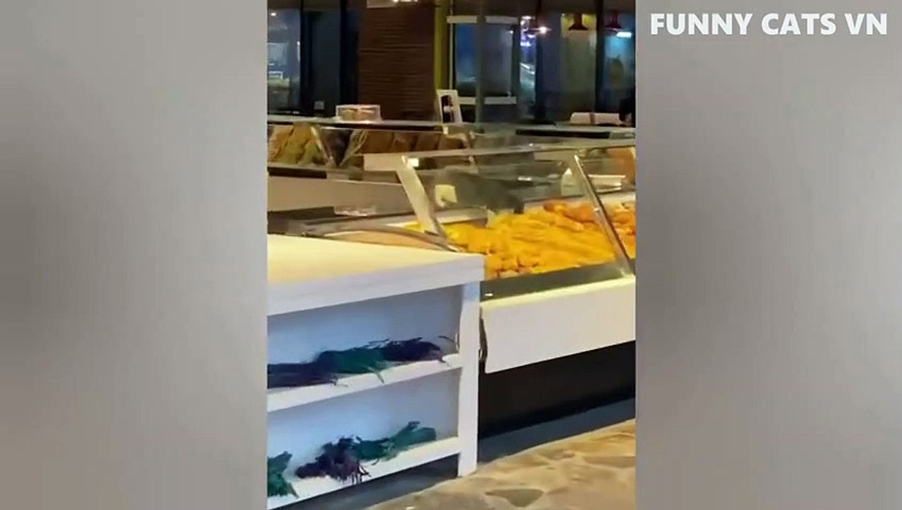 Best Funny Animal Videos 2022  Funniest Cats And Dogs Video_480p