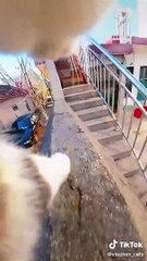 Hello, I have some more adorable animals for you.