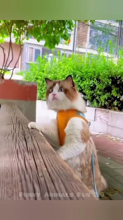 Funny dog || funny cat |funny Animal video