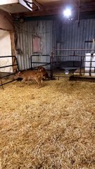Kitten Wanders Into Calf Pen