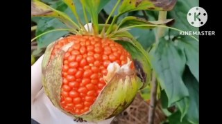 Top 10 amazing fruit in the world/-333
